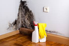 Best Attic Mold Removal  in Woodstock, AL